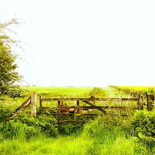 grass, clear sky, field, copy space, landscape, grassy, green color, tranquility, tranquil scene, tree, nature, growth, fence, beauty in nature, scenics, rural scene, day, sky, agriculture, outdoors