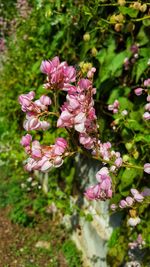 Close-up of pink flowering plants