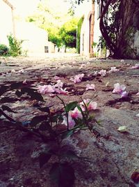 Close-up of flowers on tree during autumn