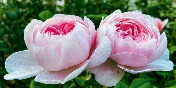 Close-up of pink rose