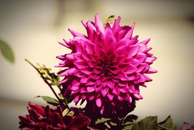 Close-up of pink dahlia flower