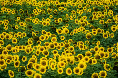 Full frame shot of yellow flowering plants