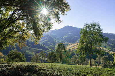 Trees on landscape against bright sun