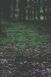 Trees in forest