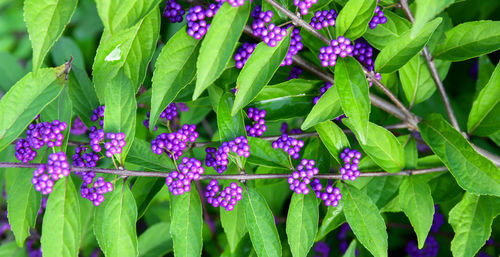 Close-up of raindrops on purple flowering plants