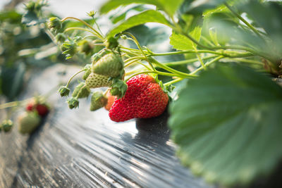 Close-up of strawberries growing on tree