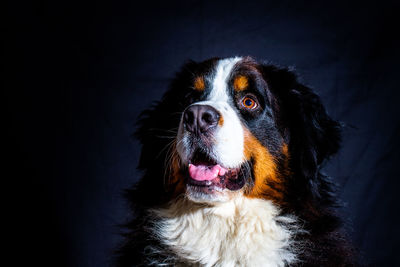 Close-up of dog looking away over black background