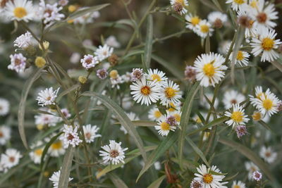 Close-up of white flowering plant