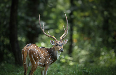 Deer in a forest