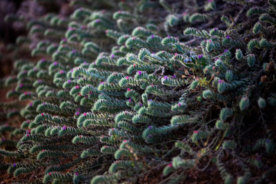 Full frame shot of multi colored plant