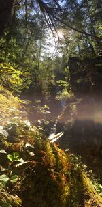 Trees in forest