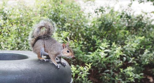 Close-up of squirrel on plants