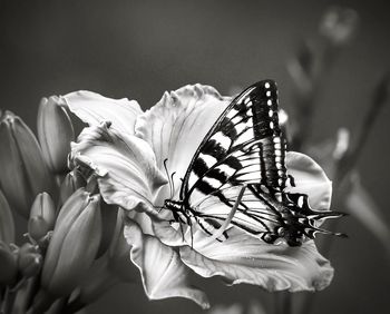 Close-up of butterfly pollinating flower