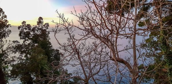 Low angle view of bare trees against sky