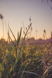 Close-up of stalks against sky during sunset