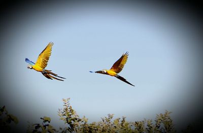 Low angle view of birds flying over white background