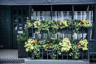 Flowering window displays in london