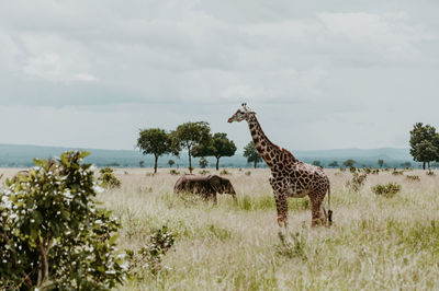 Giraffe and elephants on the field in mikumi national park 
