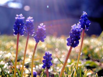 Close-up of purple flowering plants on field