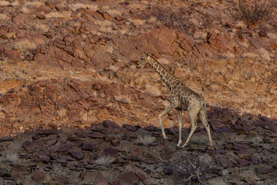 A giraffe on a rocky slope at sunset