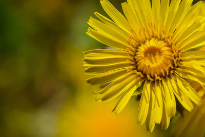 Close-up of yellow flowering plant