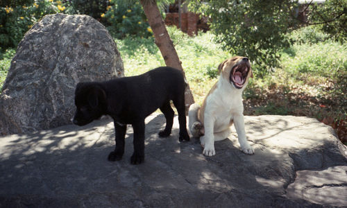 Dog standing on rock