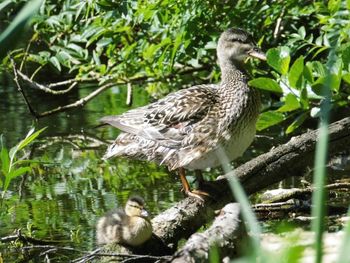 Bird in water