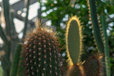 Close-up of cactus plant