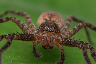 Close-up of spider