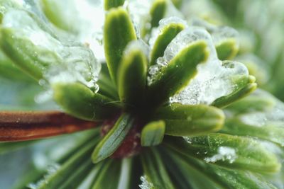 Close-up of water drops on leaf