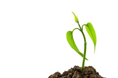 Close-up of fresh green plant against white background