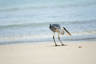 Seagull on a beach