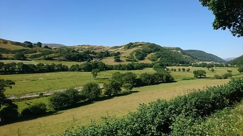 Scenic view of field against clear sky