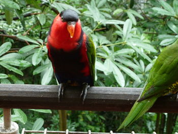 Close-up of parrot perching on wood