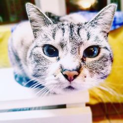 Close-up portrait of tabby cat