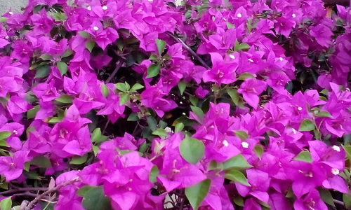 Full frame shot of flowers