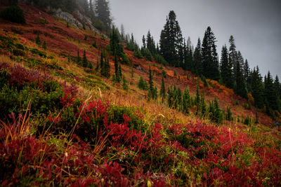 Scenic view of landscape against sky during autumn