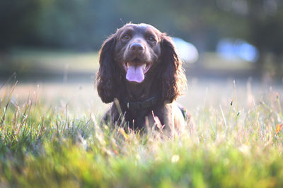 Dog looking away on field