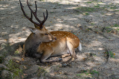 Deer lying on land