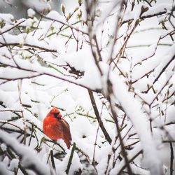 Bird perching on branch