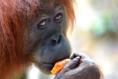 Close-up of orangutan eating food