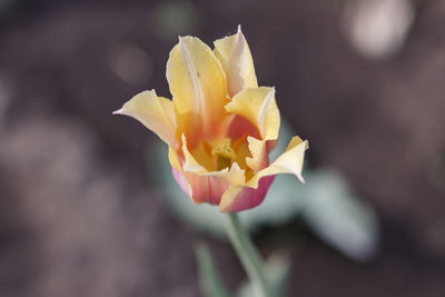 Close-up of yellow rose flower