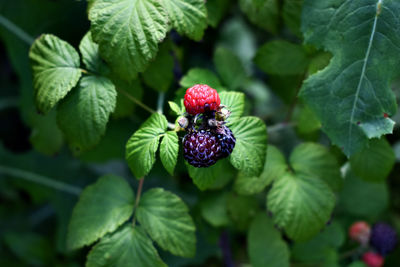 Close-up of strawberry growing on plant