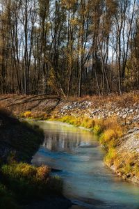 River flowing amidst trees in forest