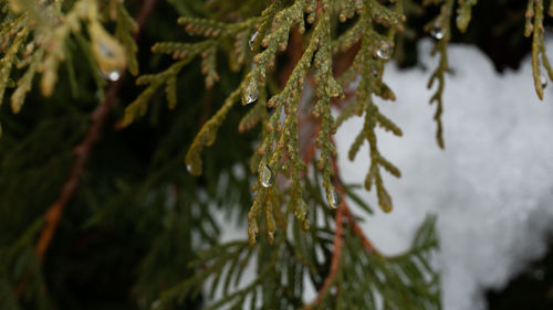 Close-up of pine tree during winter