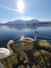 Swans swimming in lake against sky