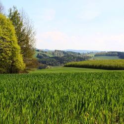 Scenic view of agricultural field against sky