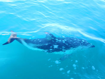 Swimming underwater in sea