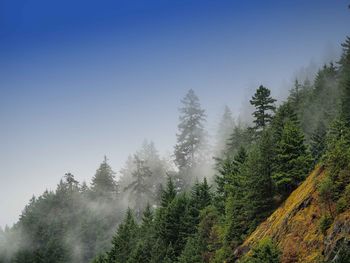 Low angle view of trees against clear sky