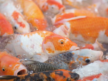 Close-up of fish swimming in sea